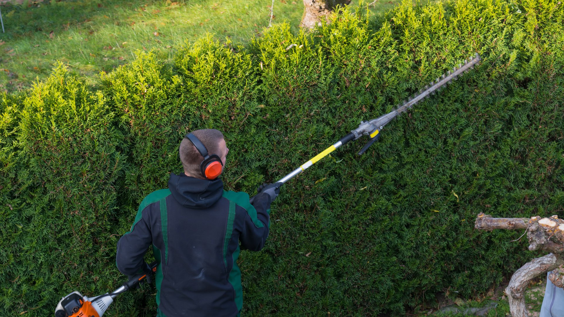 Hedge trimming and shaping