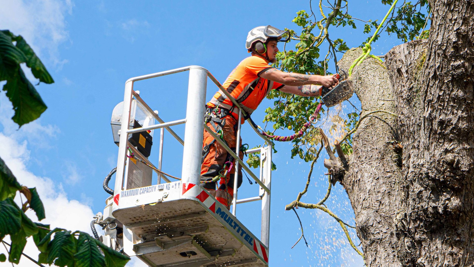 Tree pruning and surgery